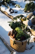 Buchcover und Innenansicht für das Buch: Frisches Gemüse im Winter ernten