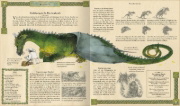 Buchcover und Innenansicht für das Buch: Expedition in die geheime Welt der Drachen