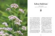 Buchcover und Innenansicht für das Buch: Meine Kräuter des Waldes