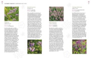 Buchcover und Innenansicht für das Buch: Wildblumen für Balkon und Terrasse