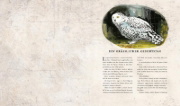 Buchcover und Innenansicht für das Buch: Harry Potter and the Chamber of Secrets