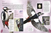 Buchcover und Innenansicht für das Buch: Heimische Vögel lebensgroß