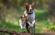 Buchcover und Innenansicht für das Buch: Über 125 Naturheilmittel für den gesunden Hund!