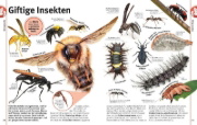 Buchcover und Innenansicht für das Buch: Unsere Welt in 1000 Bildern. Insekten