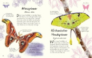 Buchcover und Innenansicht für das Buch: Wundervolle Welt - Kleine Schätze. Schmetterlinge
