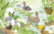 Buchcover und Innenansicht für das Buch: Was tummelt sich am Teich?