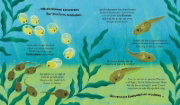 Buchcover und Innenansicht für das Buch: Watch me grow: Frogs