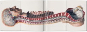 Buchcover und Innenansicht für das Buch: Bourgery. Atlas of Human Anatomy and Surgery