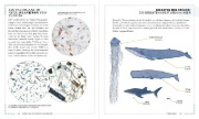 Buchcover und Innenansicht für das Buch: The Ocean: The Ultimate Handbook of Nautical Knowledge