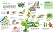 Buchcover und Innenansicht für das Buch: WAS IST WAS Junior Band 33. Insekten