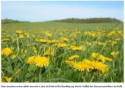 Buchcover und Innenansicht für das Buch: Die Wiese