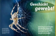 Buchcover und Innenansicht für das Buch: WAS IST WAS Spinnen. Akrobaten auf acht Beinen
