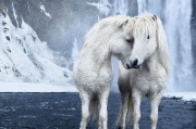 Buchcover und Innenansicht für das Buch: Untamed Spirits: Horses From Around the World