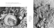 Buchcover und Innenansicht für das Buch: Das Apfelmäuschen (Pappbilderbuch)