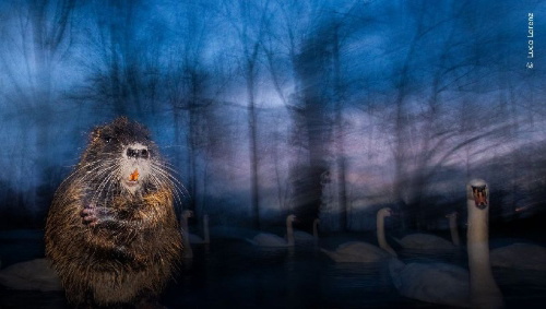Buchcover und Innenansicht für das Buch: Wildlife Photographer of the Year. Portfolio 35