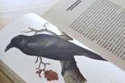 Buchcover und Innenansicht für das Buch: Mikroorgasmen überall