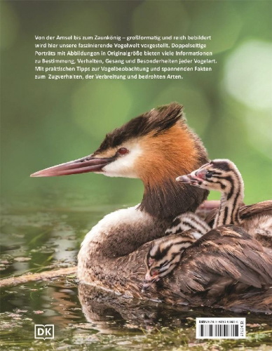 Buchcover und Innenansicht für das Buch: Heimische Vögel lebensgroß