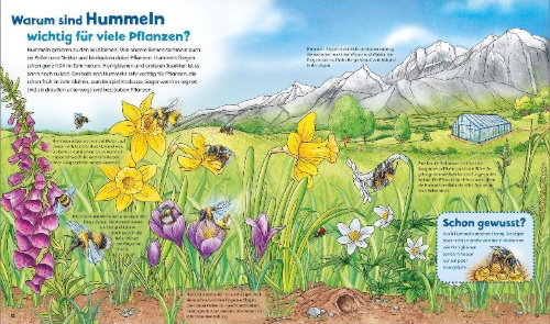 Buchcover und Innenansicht für das Buch: WAS IST WAS Junior Band 34 Bienen, Wespen, Hummeln