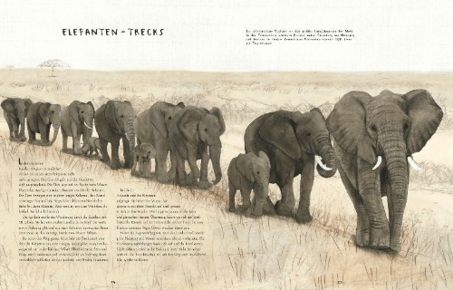 Buchcover und Innenansicht für das Buch: Migration: Incredible Animal Journeys