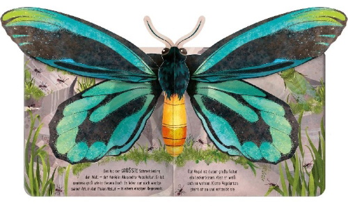 Buchcover und Innenansicht für das Buch: Pop- Up Butterflies