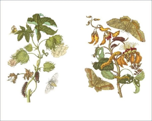 Buchcover und Innenansicht für das Buch: Das Insektenbuch