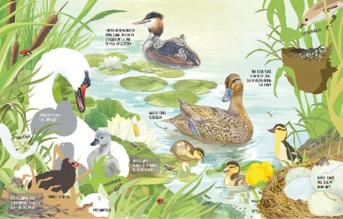 Buchcover und Innenansicht für das Buch: Was tummelt sich am Teich?