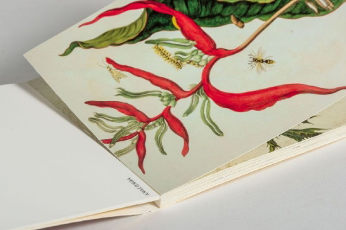 Buchcover und Innenansicht für das Buch: Postkarten-Set Maria Sibylla Merian